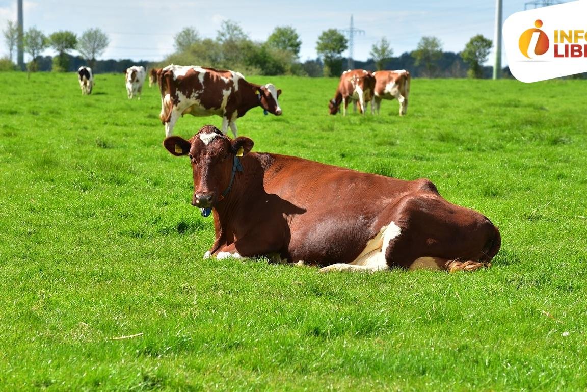 a62a6083-1c81-1449-96f3-72f0f80099fa