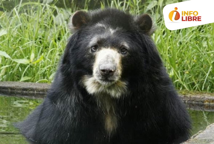 Oso Chucho Oso Chucho