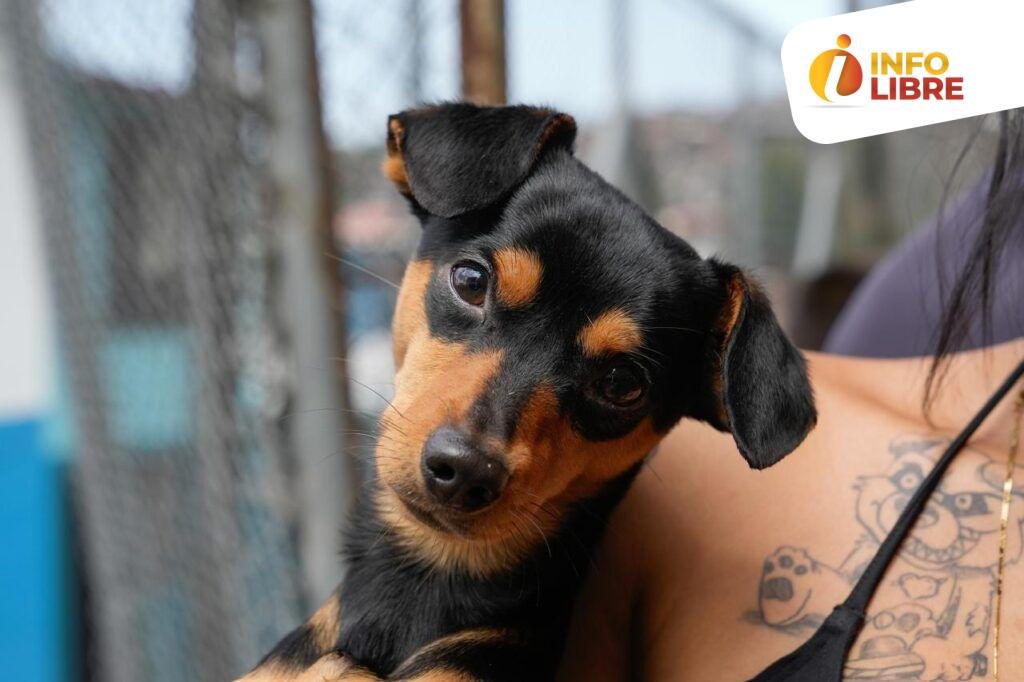 WhatsApp-Image-2024-09-17-at-8.46.21-AM-3-1024x682 Animales