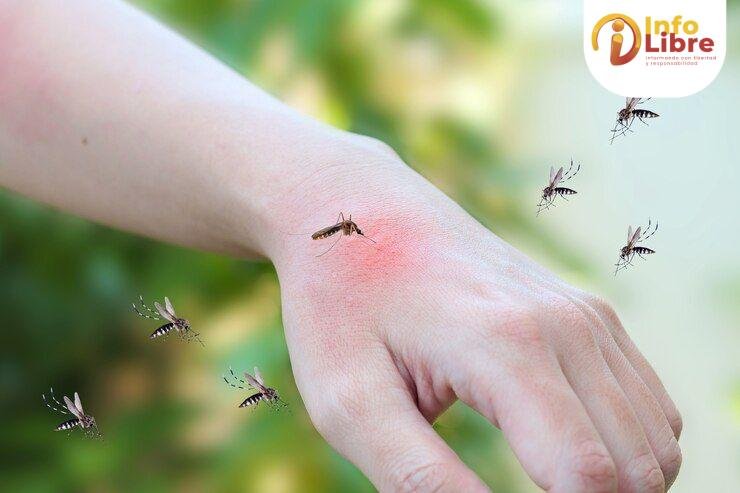 mosquitos-pican-adultos-erupcion-cutanea-hecha-man fiebre amarilla