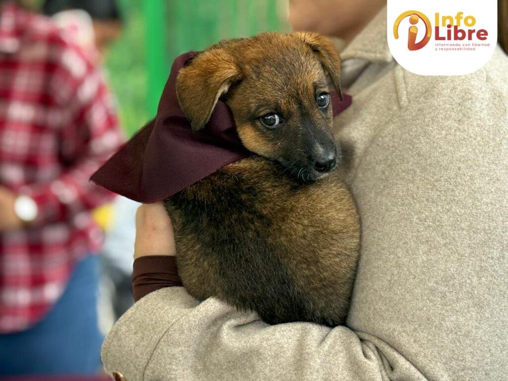 adopción responsable