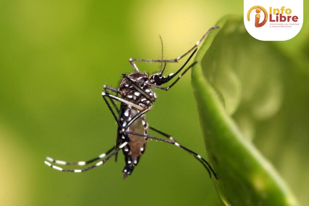 Dengue en Caldas